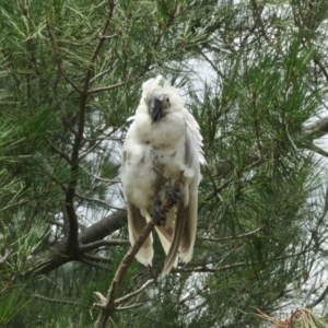 Cacatua sanguinea at Molonglo Valley, ACT - 29 Nov 2020