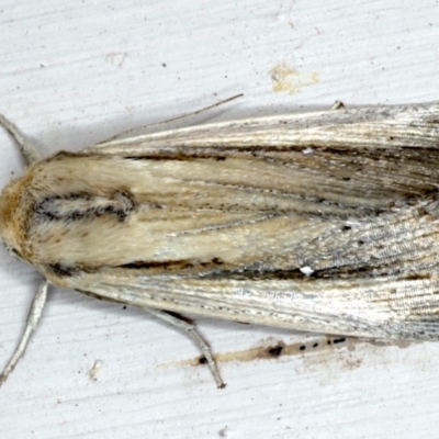 Leucania stenographa (Sugar Cane Armyworm) at Ainslie, ACT - 27 Nov 2020 by jbromilow50