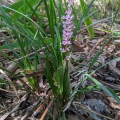 Liriope muscari (Lilyturf) at Wodonga, VIC - 29 Nov 2020 by ChrisAllen