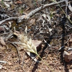 Rytidosperma sp. (Wallaby Grass) at Downer, ACT - 30 Nov 2020 by Avery