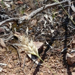 Rytidosperma sp. at Downer, ACT - 30 Nov 2020