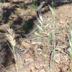 Rytidosperma sp. at Downer, ACT - 30 Nov 2020