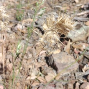 Rytidosperma sp. at Downer, ACT - 30 Nov 2020