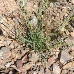 Rytidosperma sp. at Downer, ACT - 30 Nov 2020