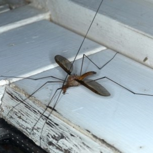 Leptotarsus (Macromastix) costalis at Ainslie, ACT - 28 Nov 2020