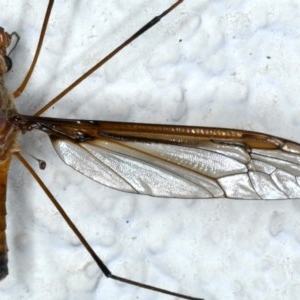 Leptotarsus (Macromastix) costalis at Ainslie, ACT - 28 Nov 2020