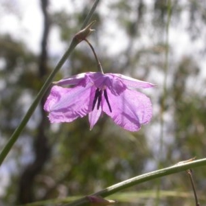 Arthropodium fimbriatum at Watson, ACT - 30 Nov 2020