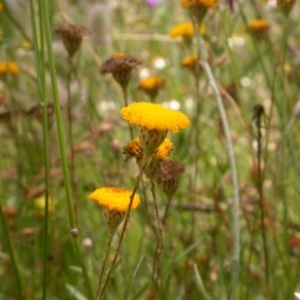 Leptorhynchos squamatus at Watson, ACT - 30 Nov 2020