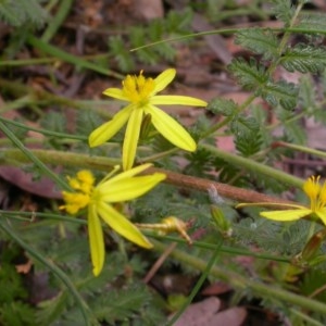 Tricoryne elatior at Watson, ACT - 30 Nov 2020