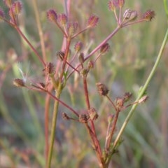 Daucus glochidiatus (Australian Carrot) at Watson, ACT - 29 Nov 2020 by waltraud