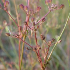 Daucus glochidiatus at Watson, ACT - 30 Nov 2020