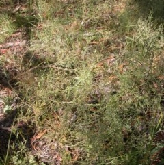 Daucus glochidiatus at Watson, ACT - 30 Nov 2020 05:29 AM