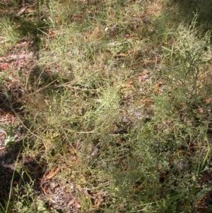 Daucus glochidiatus at Watson, ACT - 30 Nov 2020