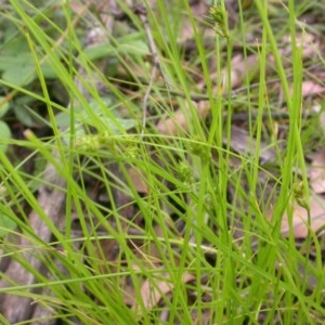 Carex inversa at Watson, ACT - 30 Nov 2020 03:28 AM