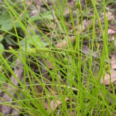 Carex inversa (Knob Sedge) at Watson, ACT - 29 Nov 2020 by waltraud