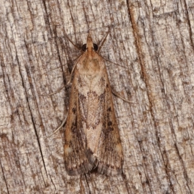 Achyra affinitalis (Cotton Web Spinner) at Melba, ACT - 13 Nov 2020 by kasiaaus