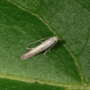 Tineidae (family) at Melba, ACT - 13 Nov 2020