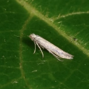 Tineidae (family) at Melba, ACT - 13 Nov 2020 12:34 PM