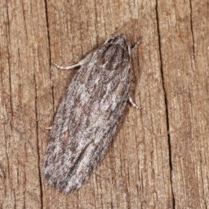 Agriophara dyscapna at Melba, ACT - 13 Nov 2020