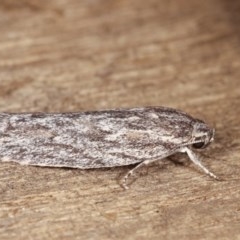 Agriophara dyscapna at Melba, ACT - 13 Nov 2020