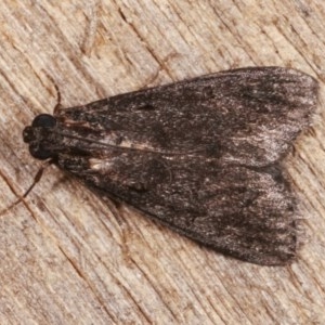 Nyctereutica sp. (genus) at Melba, ACT - 13 Nov 2020