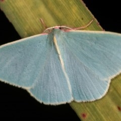 Chlorocoma assimilis (Golden-fringed Emerald Moth) at Melba, ACT - 13 Nov 2020 by kasiaaus