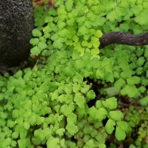 Adiantum aethiopicum at Michelago, NSW - suppressed