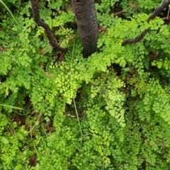 Adiantum aethiopicum at Michelago, NSW - suppressed