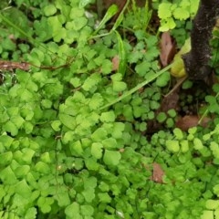 Adiantum aethiopicum at Michelago, NSW - suppressed