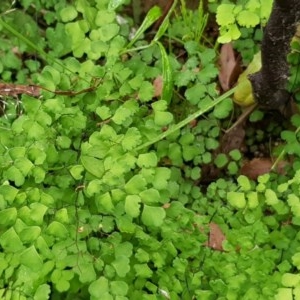 Adiantum aethiopicum at Michelago, NSW - suppressed