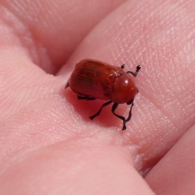 Aporocera (Aporocera) haematodes (A case bearing leaf beetle) at Campbell, ACT - 29 Nov 2020 by Ghostbat