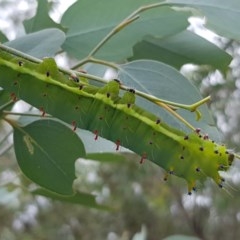 Opodiphthera eucalypti at Michelago, NSW - 29 Nov 2020