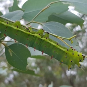 Opodiphthera eucalypti at Michelago, NSW - 29 Nov 2020