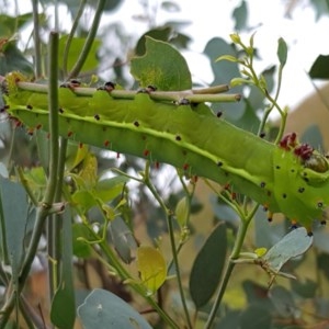 Opodiphthera eucalypti at Michelago, NSW - 29 Nov 2020