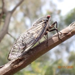 Psaltoda moerens (Redeye cicada) at Campbell, ACT - 29 Nov 2020 by Ghostbat