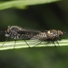 Australiphthiria hilaris (Slender Bee Fly) at Acton, ACT - 24 Nov 2020 by TimL