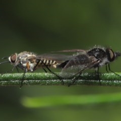 Australiphthiria hilaris at Acton, ACT - 24 Nov 2020