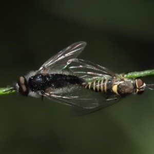 Australiphthiria hilaris at Acton, ACT - 24 Nov 2020