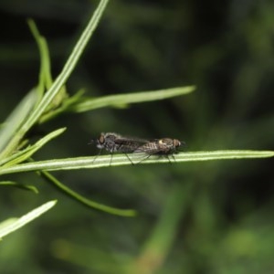 Australiphthiria hilaris at Acton, ACT - 24 Nov 2020