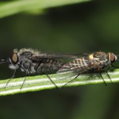 Australiphthiria hilaris at Acton, ACT - 24 Nov 2020