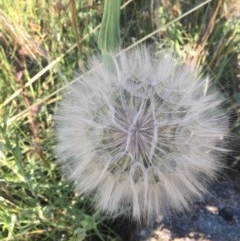 Tragopogon sp. (A Goatsbeard) at Hughes, ACT - 29 Nov 2020 by Tapirlord