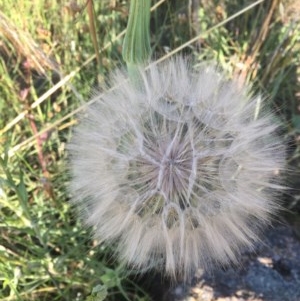 Tragopogon sp. at Hughes, ACT - 30 Nov 2020