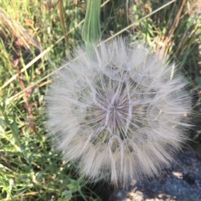 Tragopogon sp. (A Goatsbeard) at Hughes, ACT - 29 Nov 2020 by Tapirlord