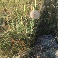 Tragopogon sp. at Hughes, ACT - 30 Nov 2020