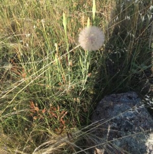 Tragopogon sp. at Hughes, ACT - 30 Nov 2020