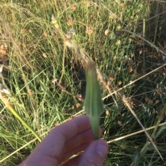 Tragopogon sp. at Hughes, ACT - 30 Nov 2020