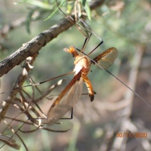 Leptotarsus (Macromastix) costalis at Majura, ACT - 30 Nov 2020