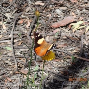 Vanessa itea at Campbell, ACT - 30 Nov 2020 04:03 AM