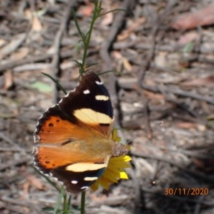 Vanessa itea at Campbell, ACT - 30 Nov 2020