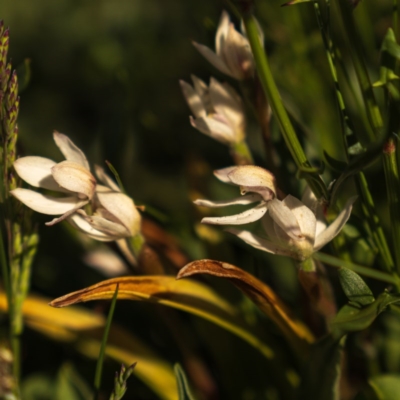 Caladenia alpina (Mountain Caps) at Snowy Plain, NSW - 28 Nov 2020 by trevsci